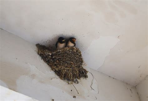 斑葉銀杏 燕子築巢季節